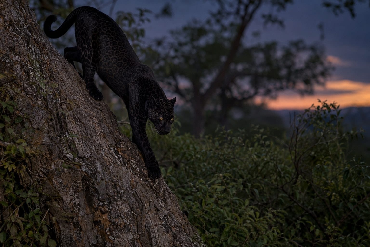 Léopard noir grimpant dans un arbre la nuit