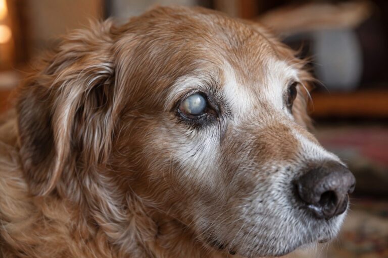Gros plan du visage d'un chien montrant une opacité blanchâtre dans l'œil, symptôme de cataracte, avec une expression d'inconfort à la lumière