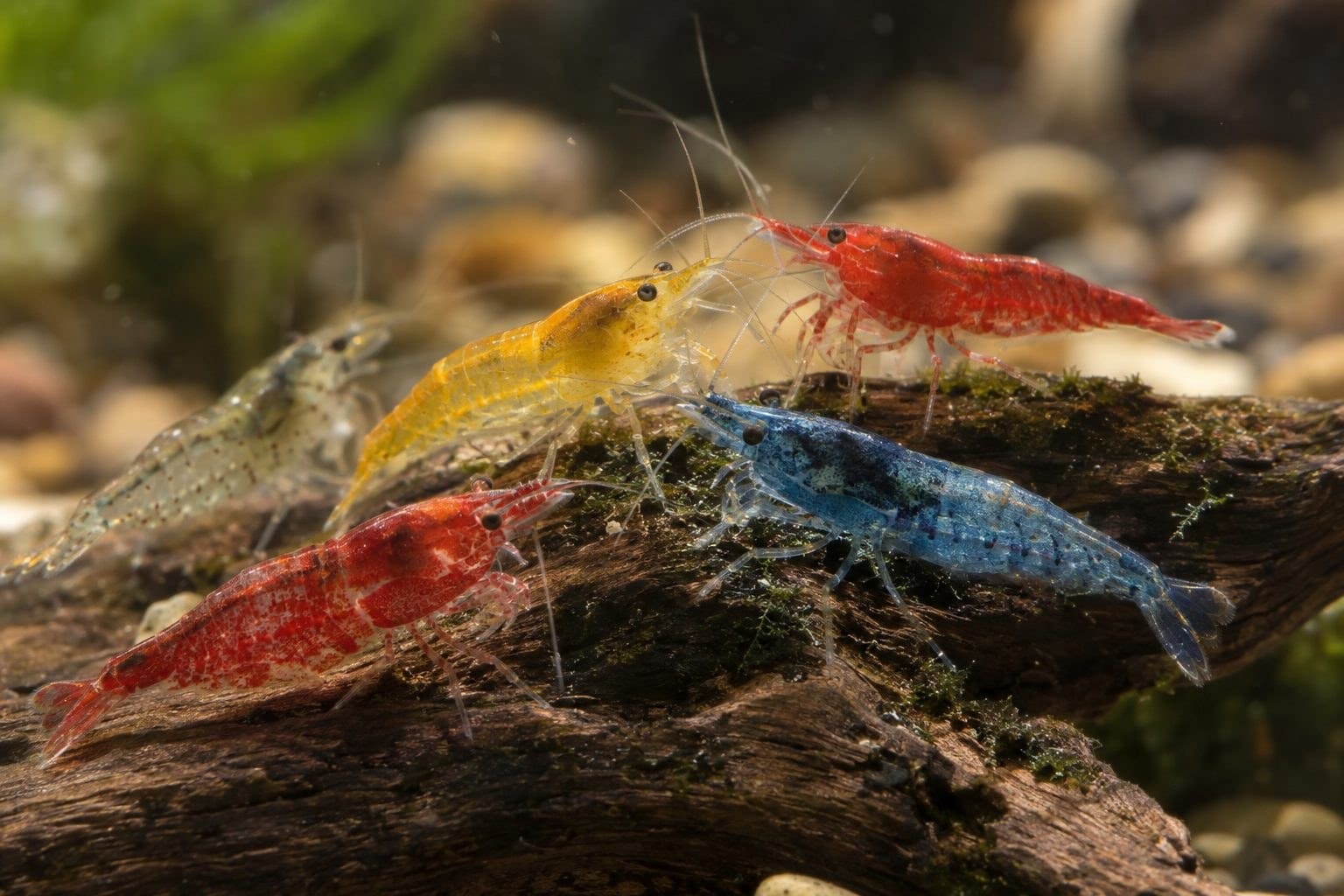 Groupe de crevettes d'eau douce en gros plan