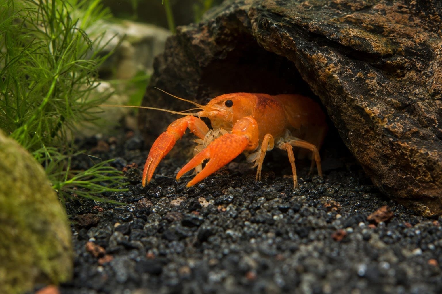 Écrevisse naine orange du Mexique dans une cachette
