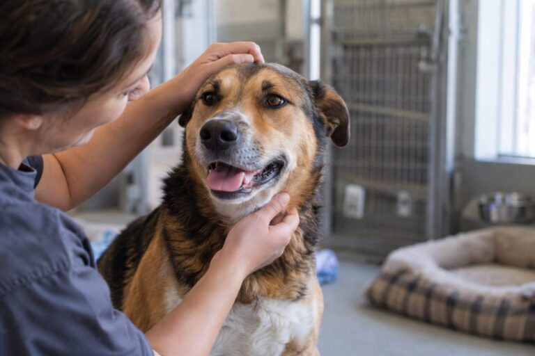 Un chien en refuge ou en association, observé par une personne qui l'examine attentivement avant adoption