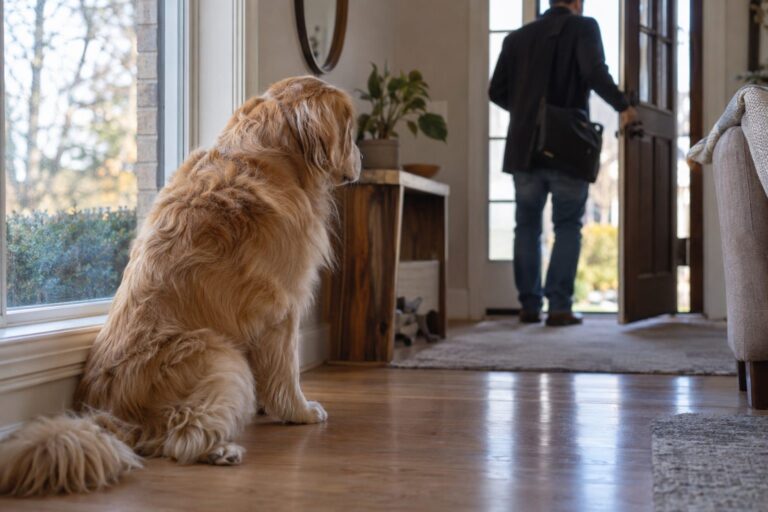 Un chien Golden Retriever seul à la maison, regardant par la fenêtre avec une expression triste tandis que son propriétaire ferme la porte d'entrée