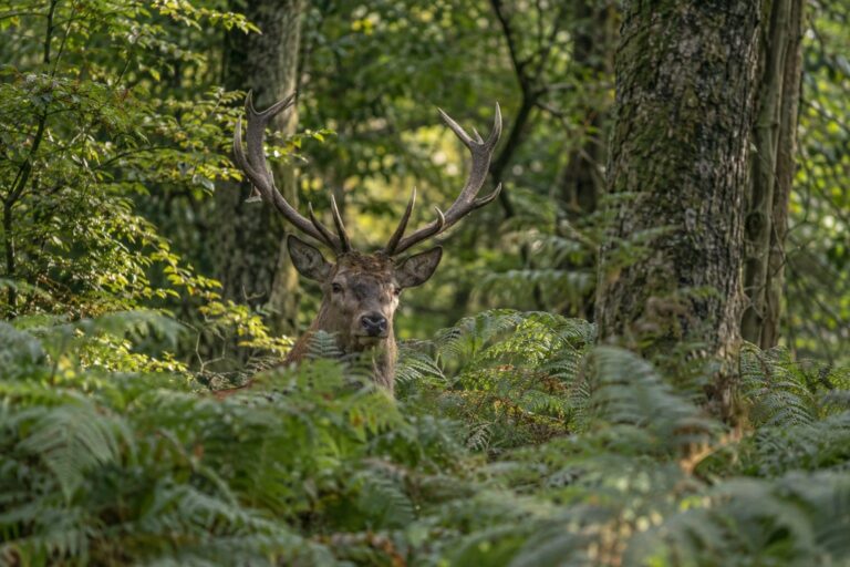 Un cerf rouge caché parmi les fougères et la végétation dense de la forêt
