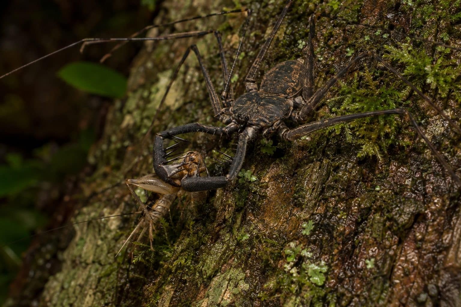 Phryne chassant un insecte dans son habitat naturel tropical