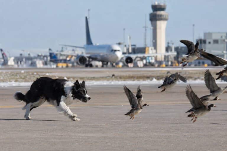 Un Border Collie travaillant sur une piste d'aéroport, chassant les oiseaux