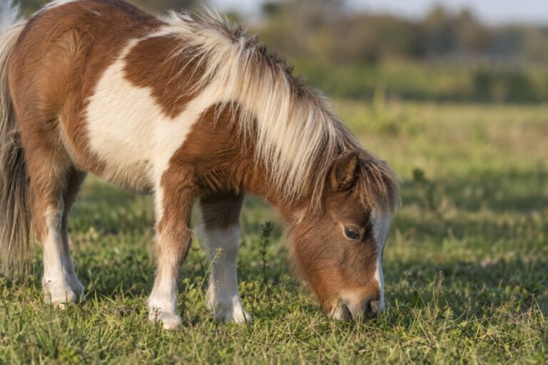Un Falabella se nourrissant seul en gros plan dans un pré