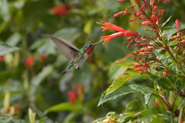Colibri d'Elena en vol se nourrissant sur une fleur tropicale