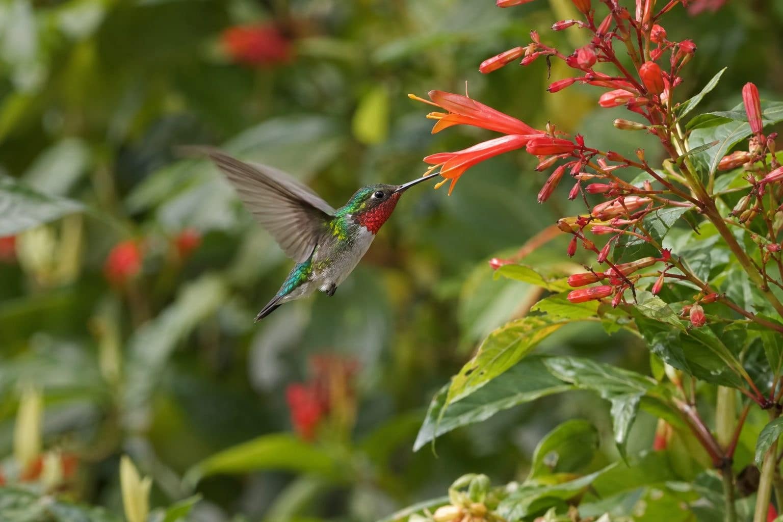 Le plus petit oiseau du monde fait la taille… d&rsquo;une abeille !