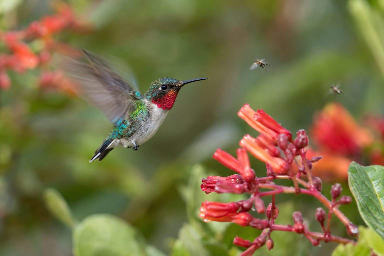 Colibri d'Elena (colibri-abeille) en vol défensif face à des insectes
