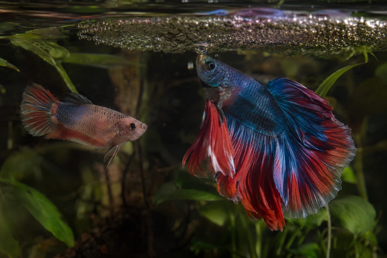 Poisson combattant mâle et femelle en reproduction, le mâle construisant son nid de bulles