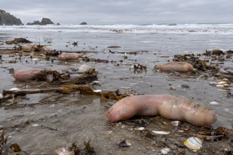 Urechis unicinctus échoué sur une plage de sable après une tempête