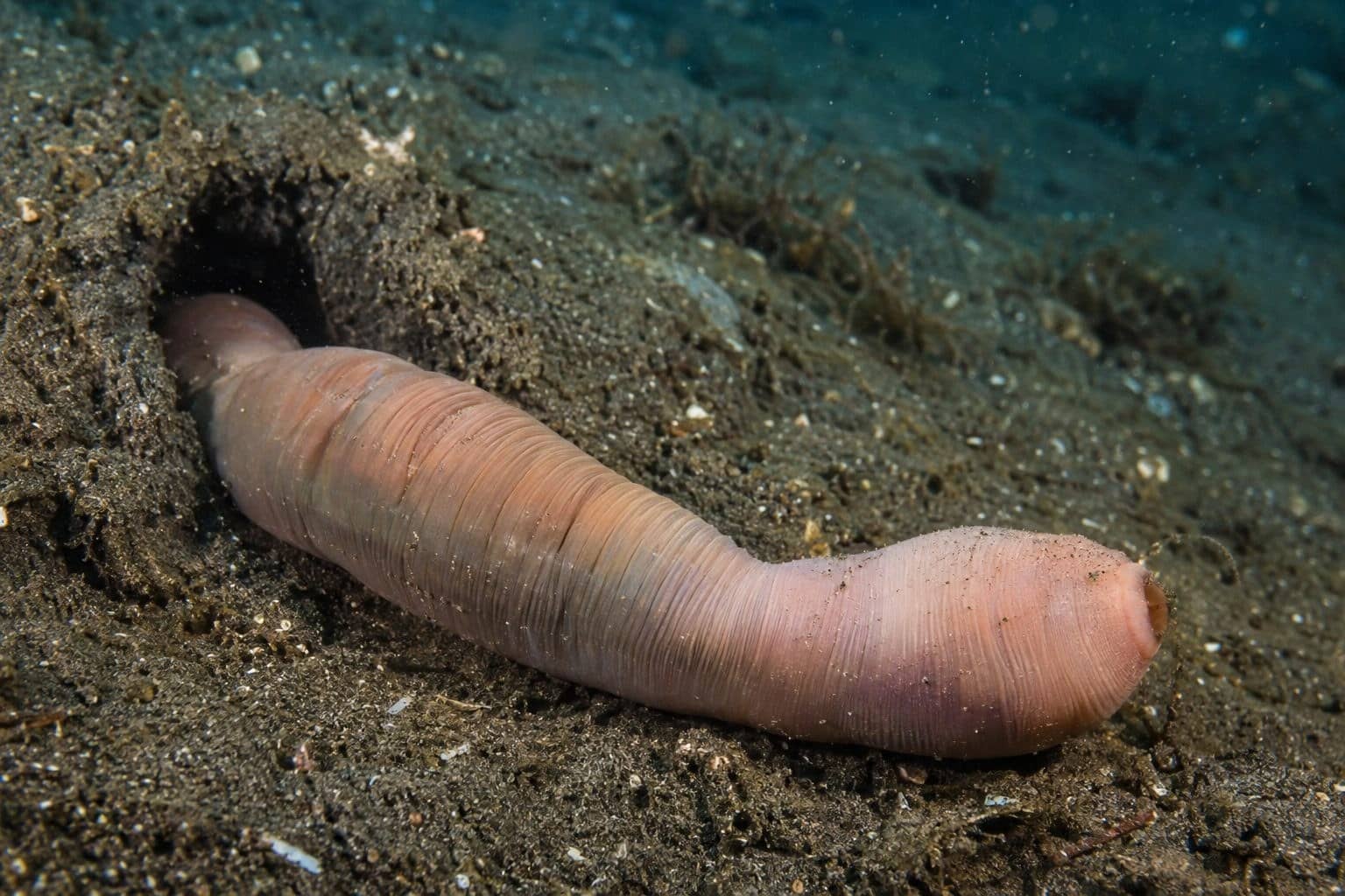 Urechis unicinctus dans son terrier en U dans le sable/boue marin