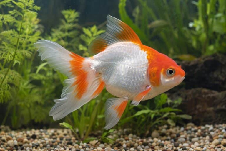 Poisson rouge (cyprin doré) présentant une transition de couleur du rouge au blanc dans un aquarium d'eau douce