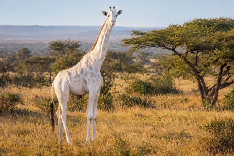 Girafe blanche albinos dans la savane du Kenya