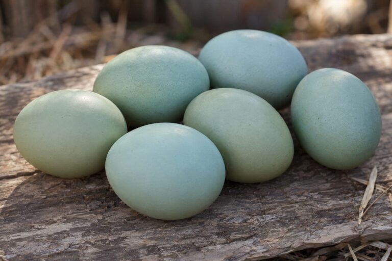 Gros plan d'œufs verts pondus par la poule Araucana