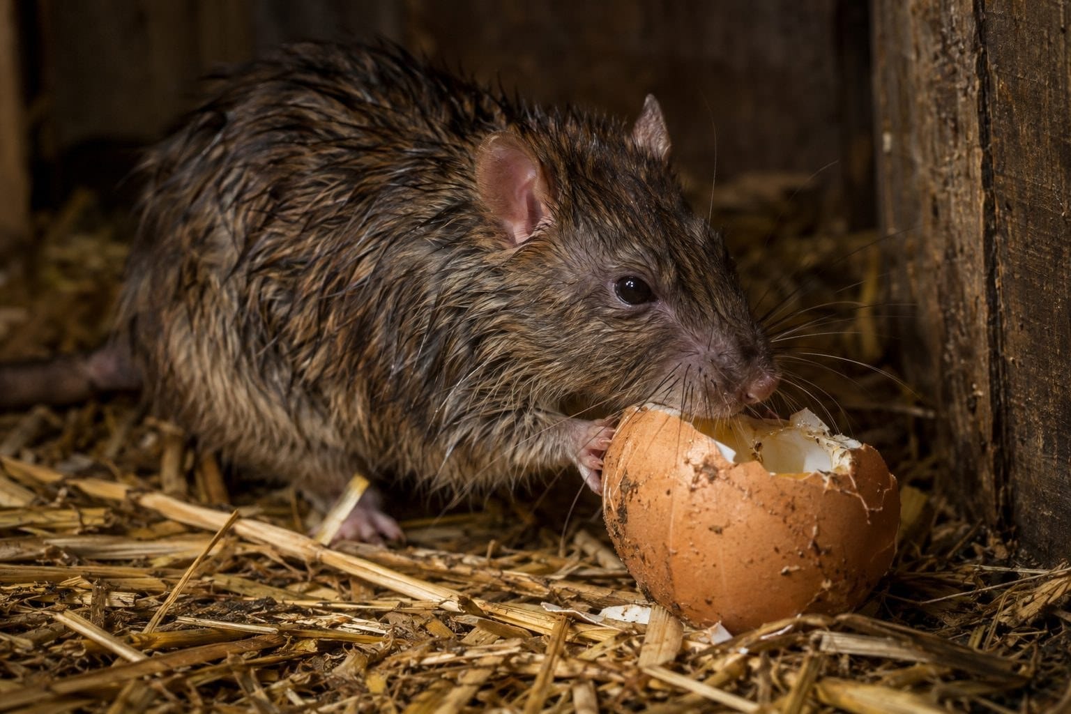 Un rat brun en train de grignoter des œufs de poule dans une litière de paille