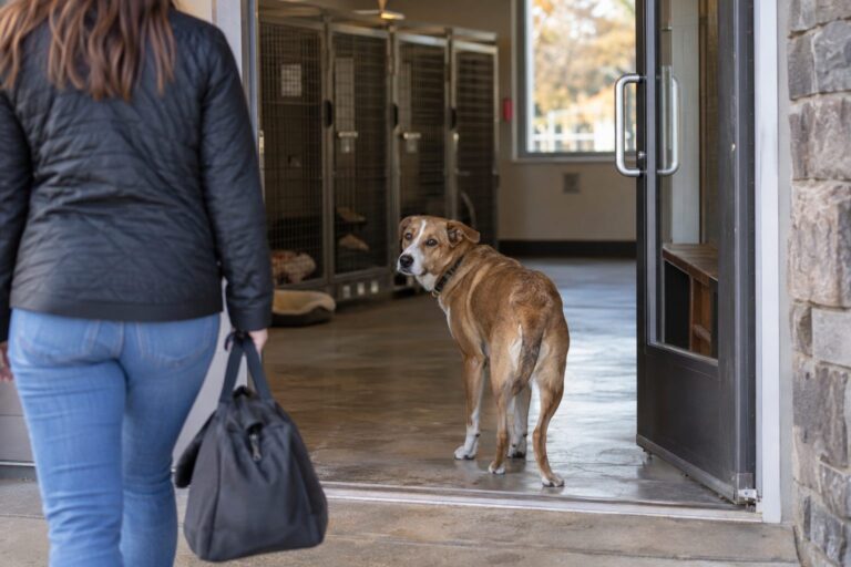 Un chien triste et anxieux séparé de son maître à l'entrée d'une pension canine