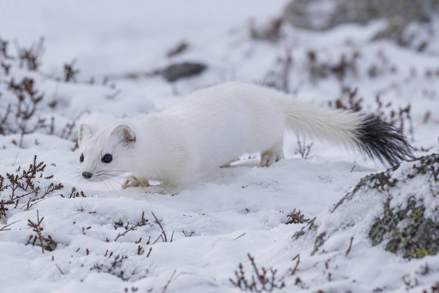 Hermine arctique en pelage blanc d'hiver dans la neige