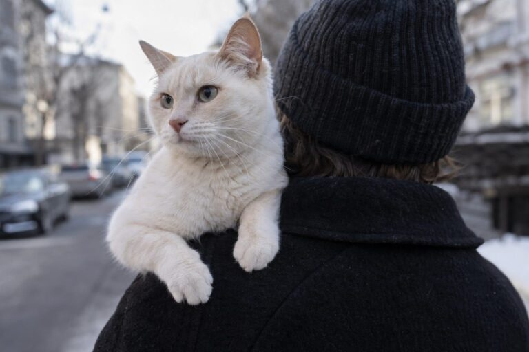 Un chat aux poils clairs assis sur l'épaule d'une personne vêtue d'un manteau noir en laine, montrant les poils visibles du chat qui contrastent fortement avec le tissu sombre