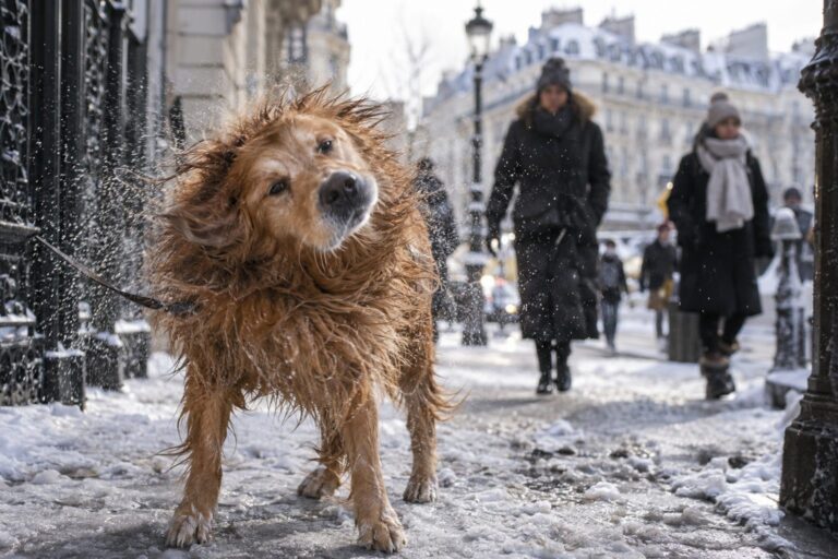 Un chien mouillé secouant son pelage humide sur un trottoir parisien enneigé en hiver, avec des passants à proximité et des immeubles haussmanniens en arrière-plan