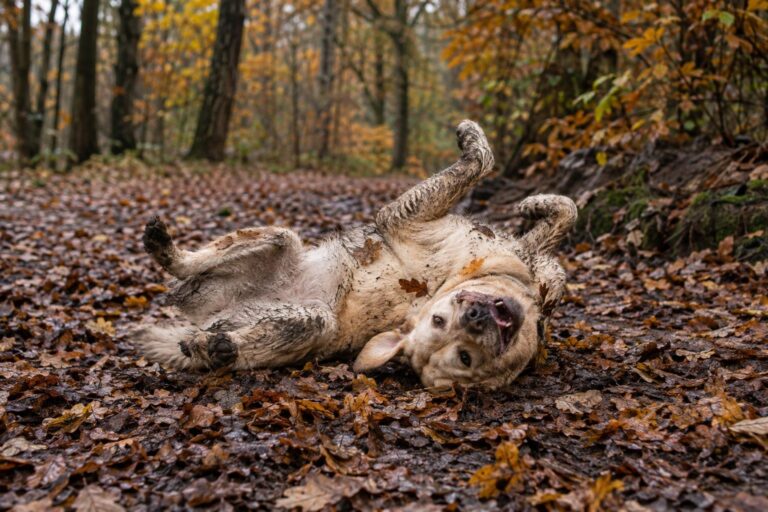 Un chien de taille moyenne se roulant avec enthousiasme dans des feuilles mortes et de la terre humide en forêt automnale, vu de trois-quarts, par une après-midi nuageuse d'octobre