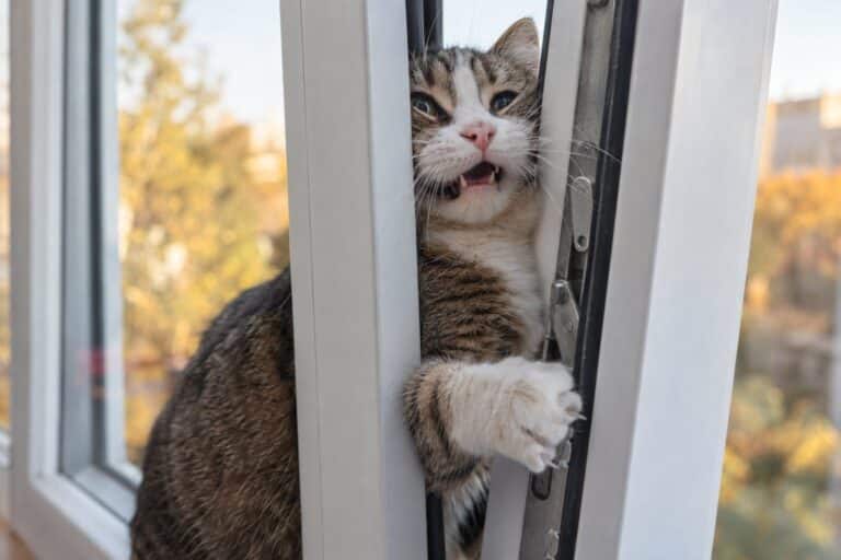 Un chat domestique (Felis catus) coincé ou blessé dans une fenêtre oscillo-battante entrouverte, vu de près