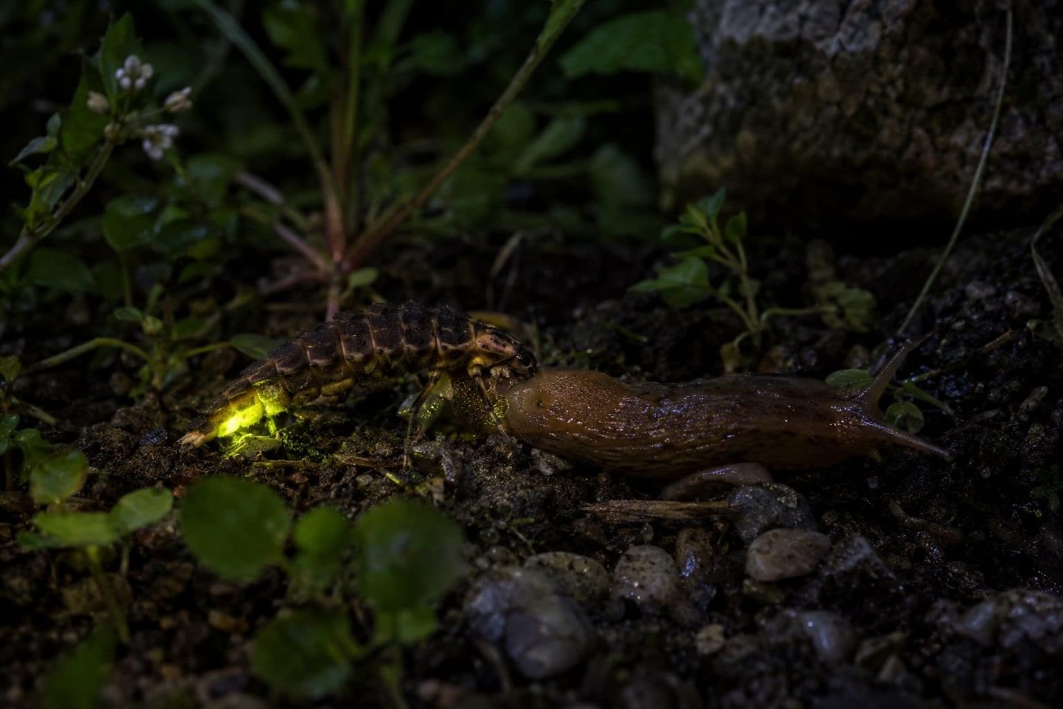 Larve de ver luisant (Lampyris noctiluca) chassant une limace