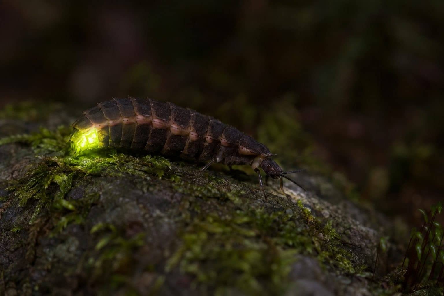 Ver luisant (Lampyris noctiluca) en gros plan montrant son abdomen luminescent