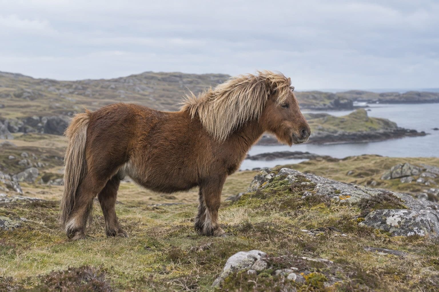 Poney des Shetland, la plus petite race