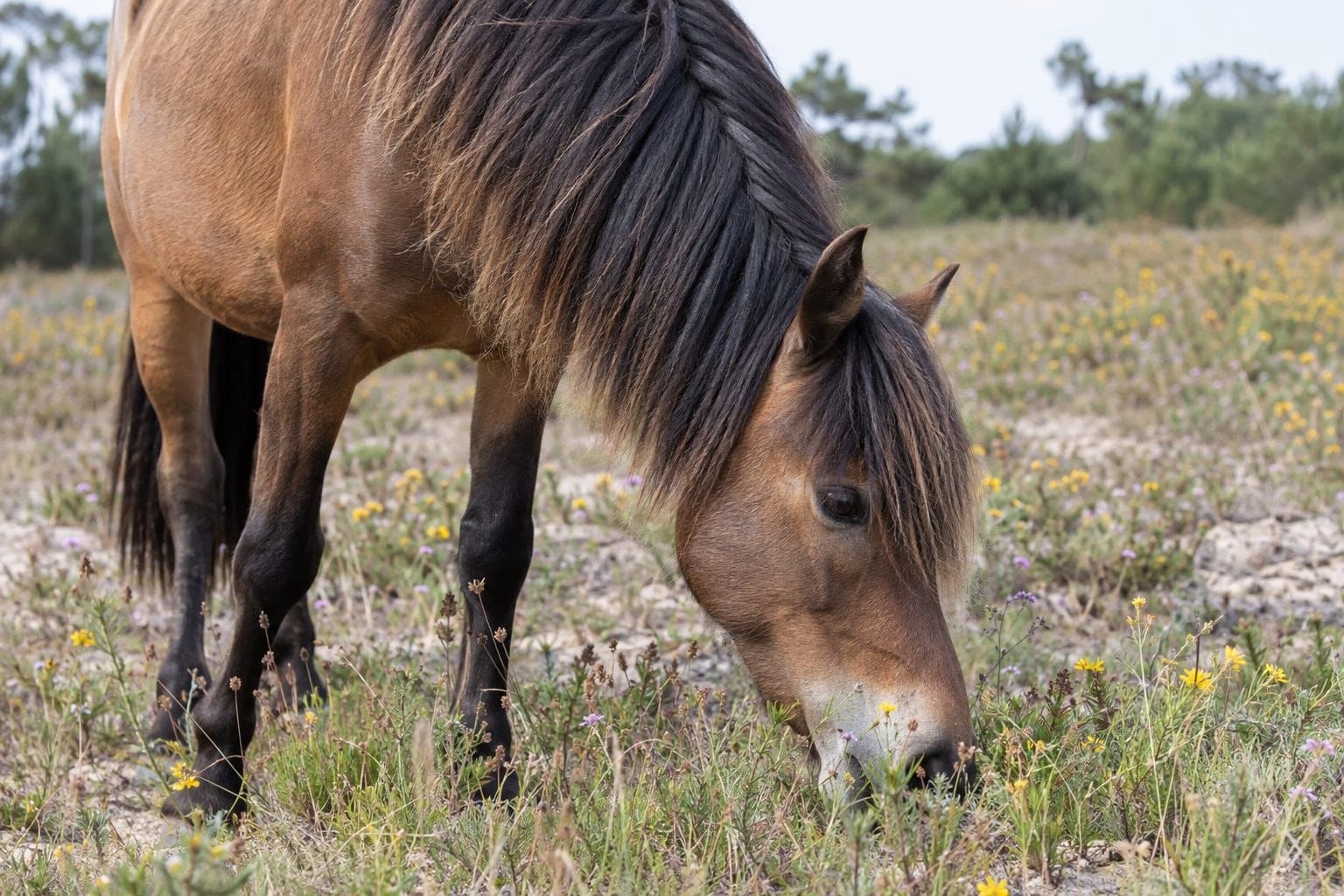 Poney Landais au pâturage en France