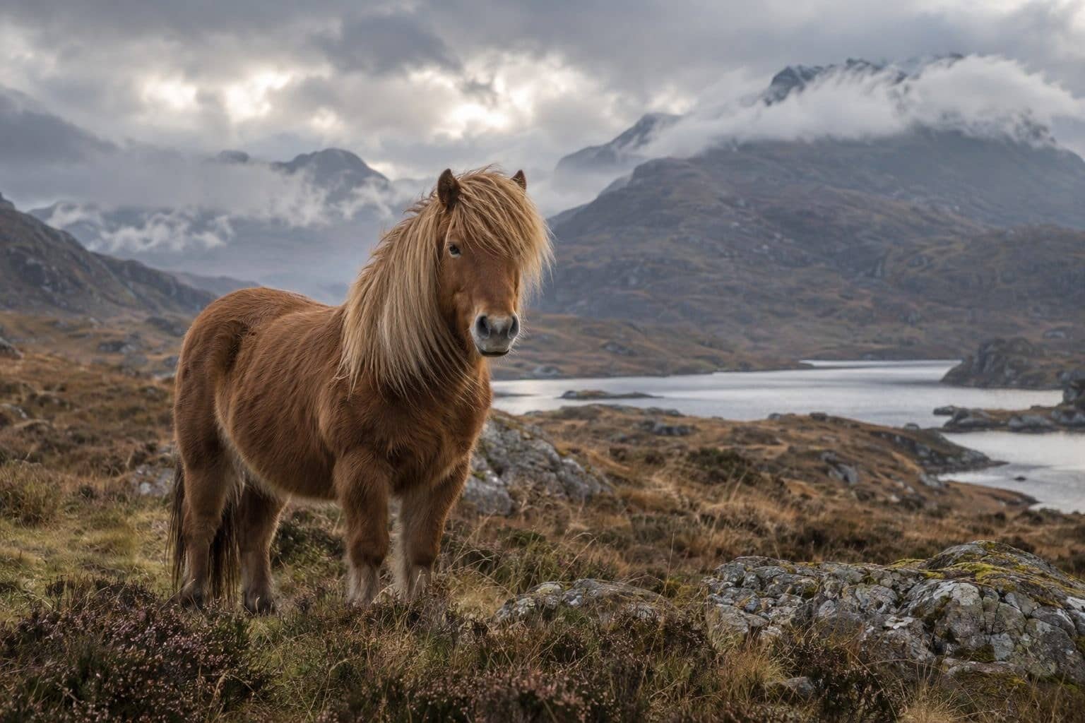Poney Highland robuste dans le paysage écossais