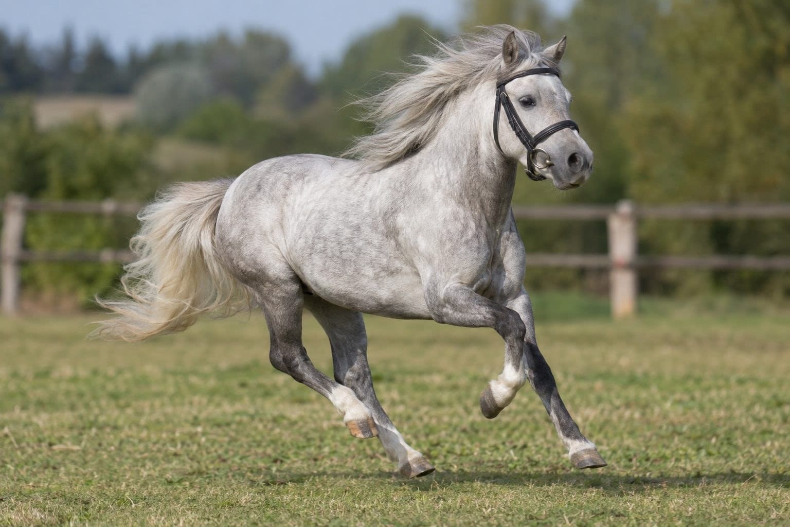 Poney Français de selle au galop, aptitudes sportives