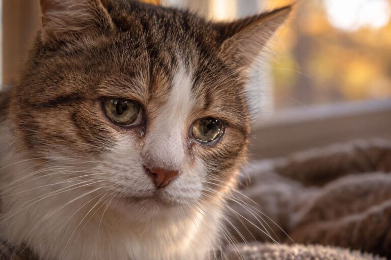 Gros plan sur le visage d'un chat domestique avec des larmes visibles coulant de ses yeux