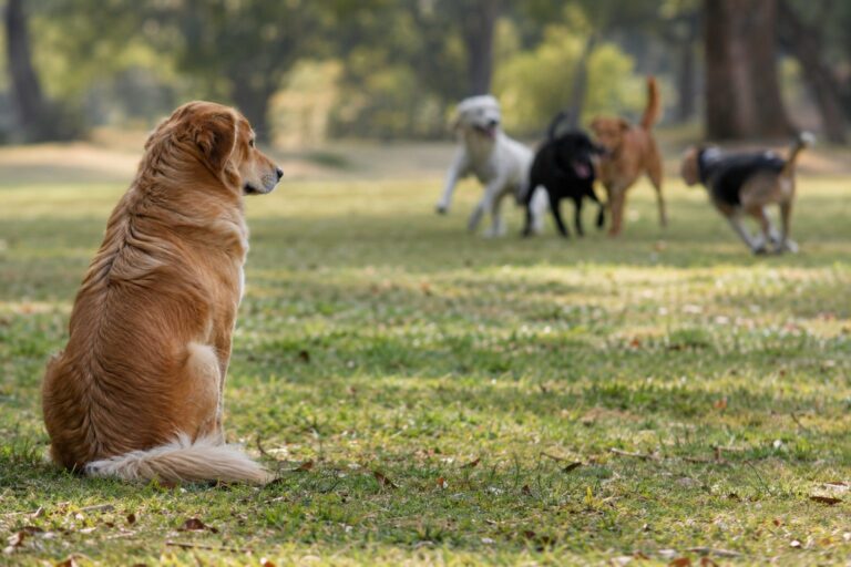 Un chien solitaire assis seul, détourné des autres chiens qui jouent en arrière-plan