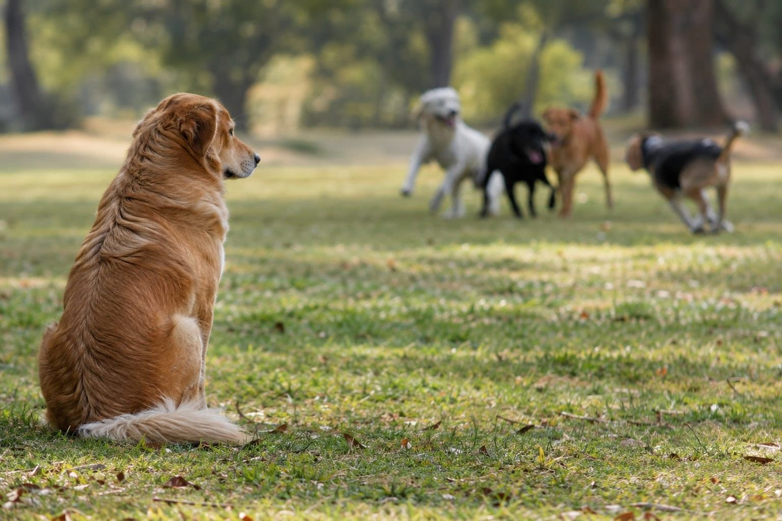 Pourquoi mon chien est solitaire : voici les raisons