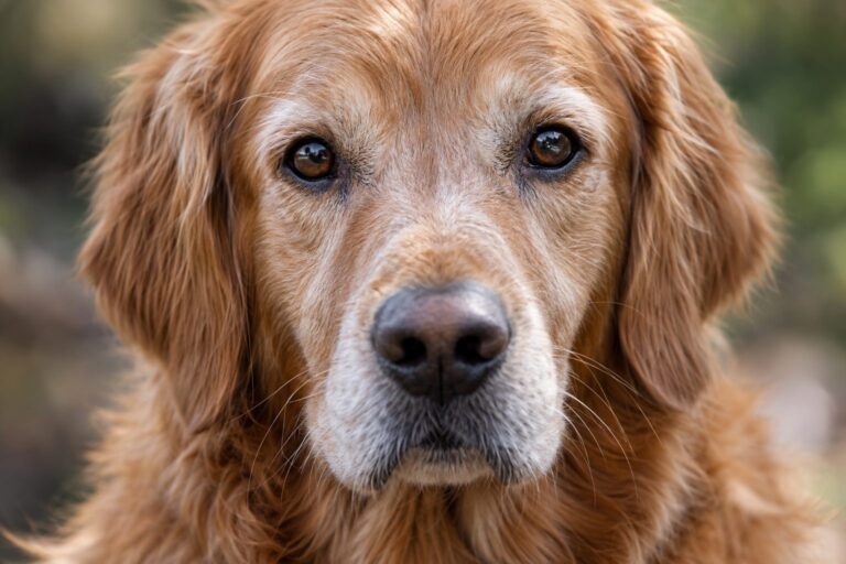 Gros plan du visage d'un chien regardant intensément vers la caméra, fixant le spectateur avec des yeux expressifs et attentifs