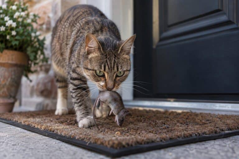 Un chat domestique (Felis catus) déposant une souris morte sur un paillasson devant une porte d'entrée