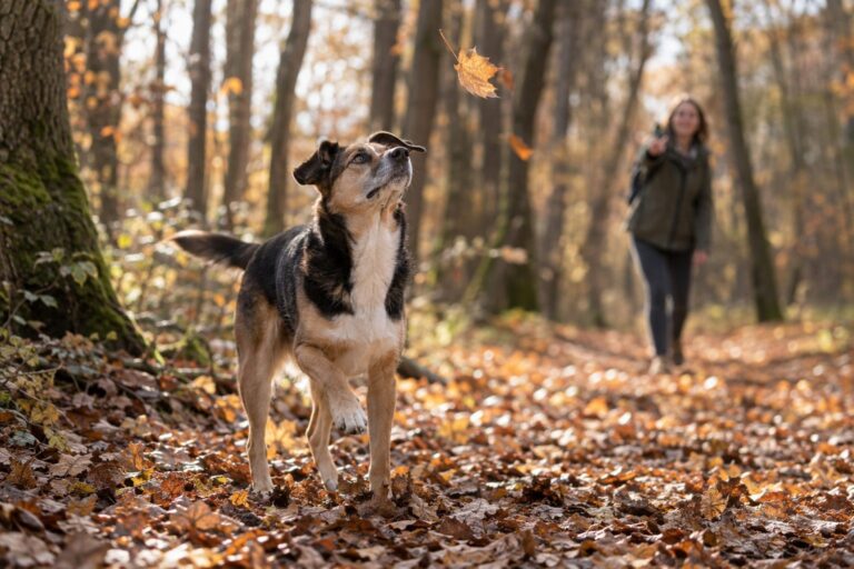 Un chien de taille moyenne en promenade automnale en forêt, distrait par une feuille qui tourbillonne, ignorant l'appel de son maître