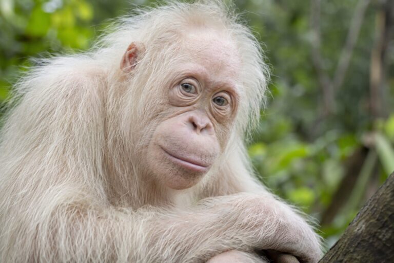 Alba, l'orang-outan albinos femelle de Bornéo, portrait rapproché montrant sa fourrure blanche caractéristique