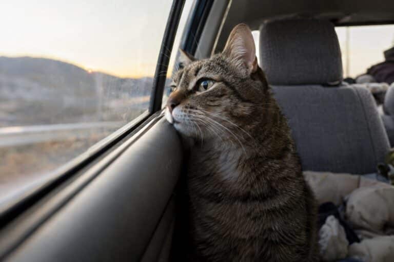 Un chat tigré assis sur un siège de voiture, regardant par la vitre avec une expression douce et attachante