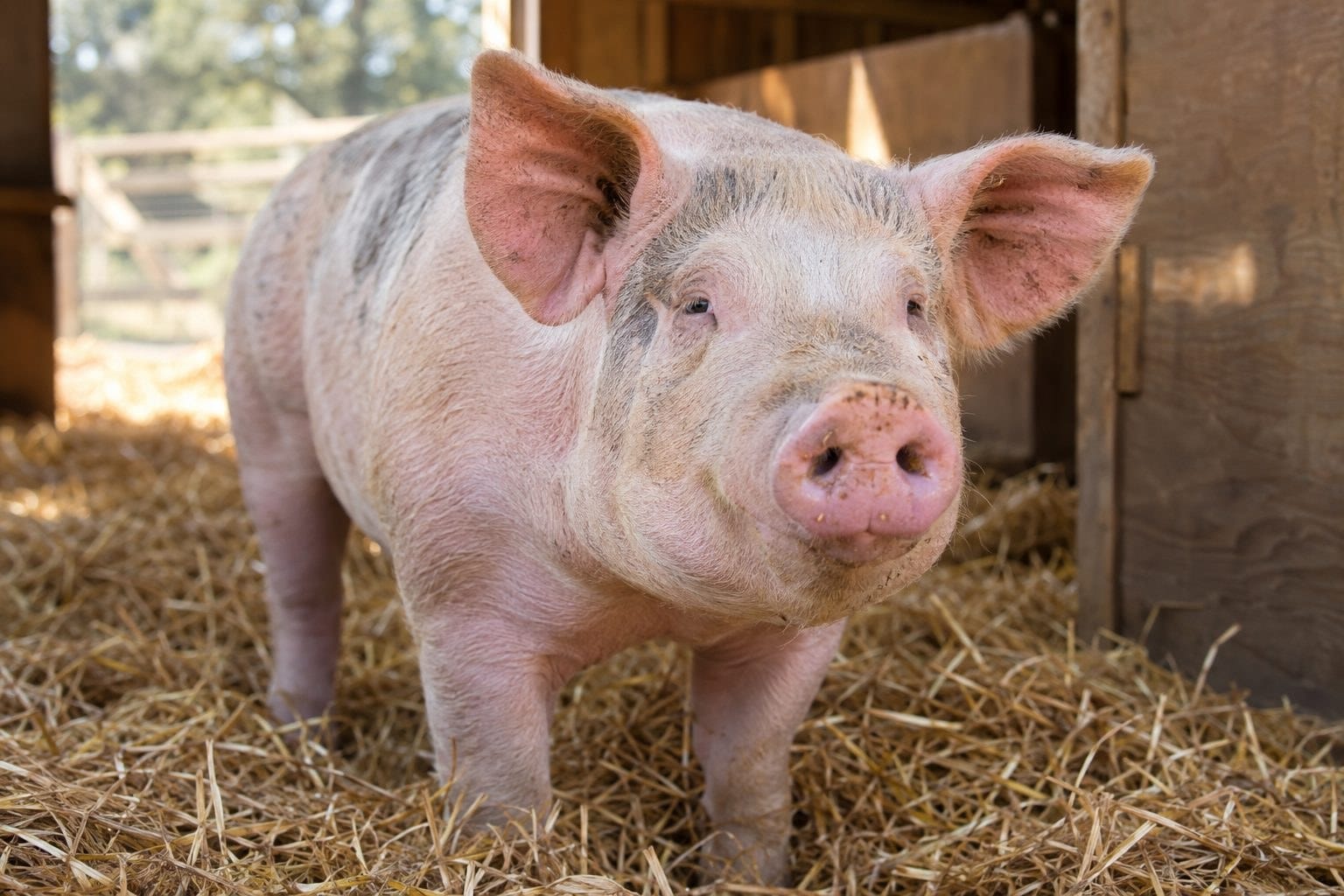 Un cochon domestique dans un refuge ou un sanctuaire pour animaux