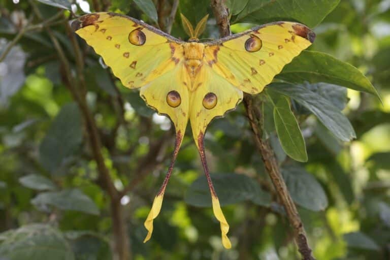 Le papillon Comète de Madagascar (Papilio paris) avec ses appendices caudaux ressemblant à des tentacules, photographié de face en gros plan