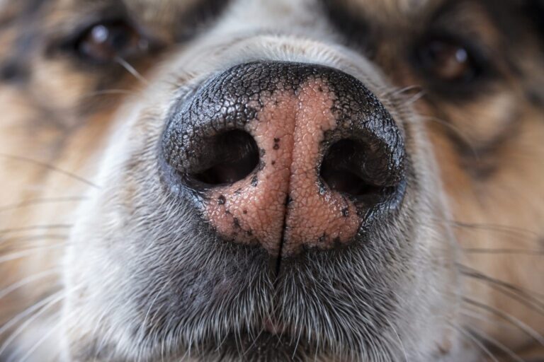 Gros plan de la truffe d'un chien, détail photographique montrant les motifs uniques et texturés de la surface nasale