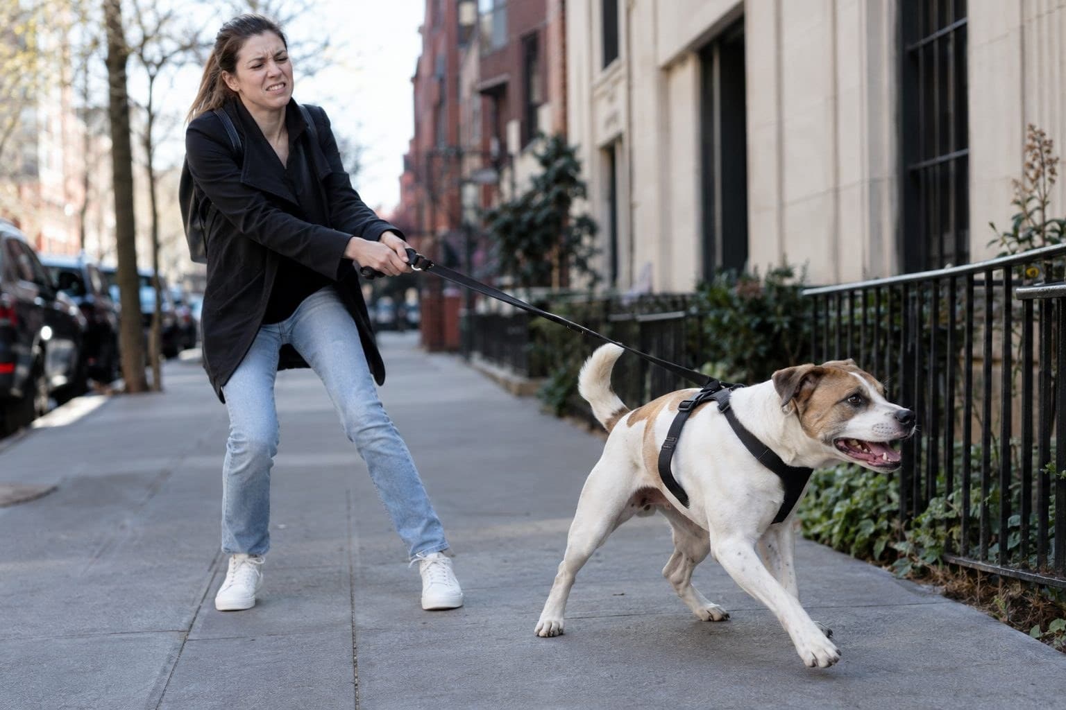 Promenades compliquées : ces gestes quotidiens des maîtres qui augmentent le stress et freinent l’épanouissement de votre chien