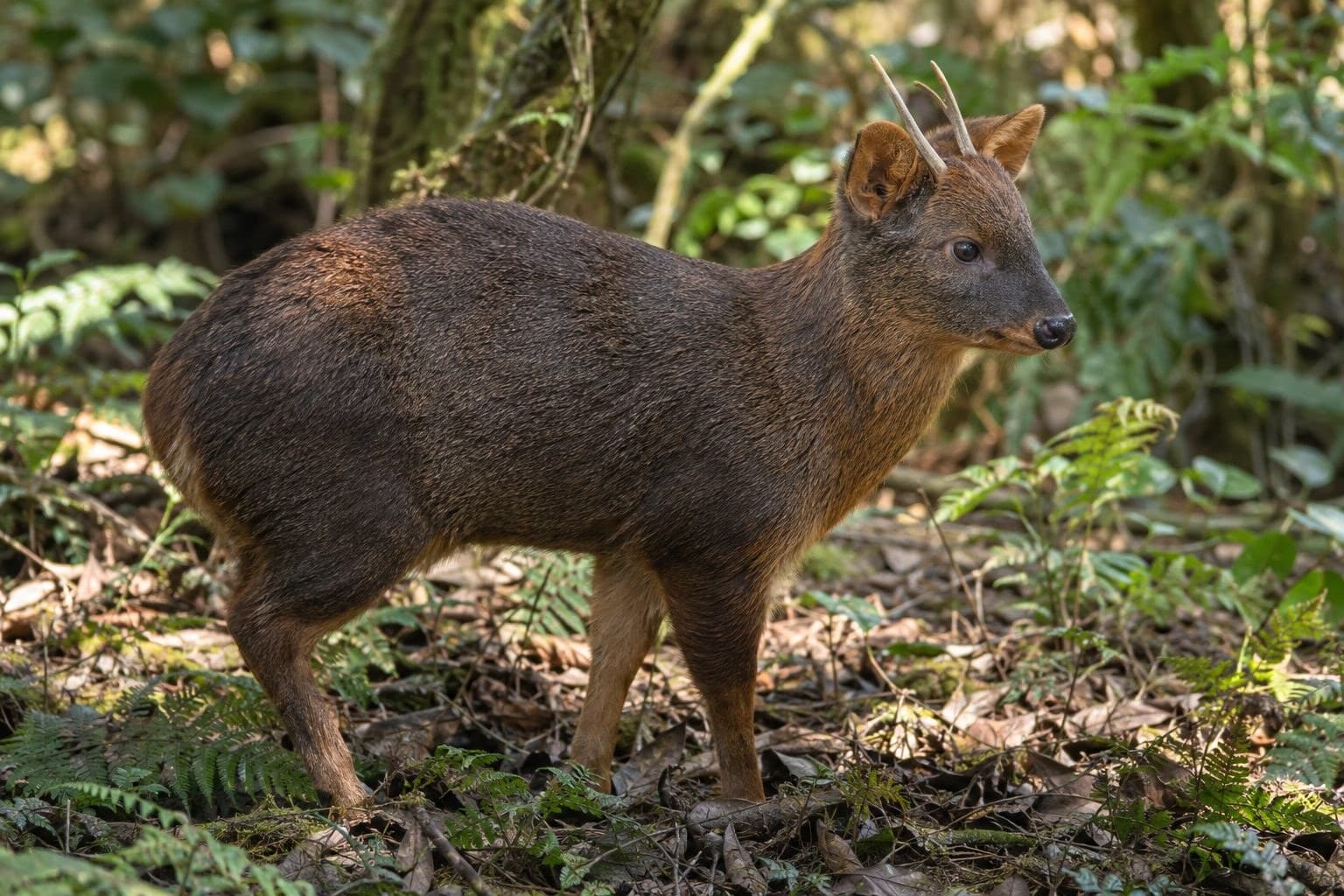 Mâle pudu puda montrant ses petits bois caractéristiques
