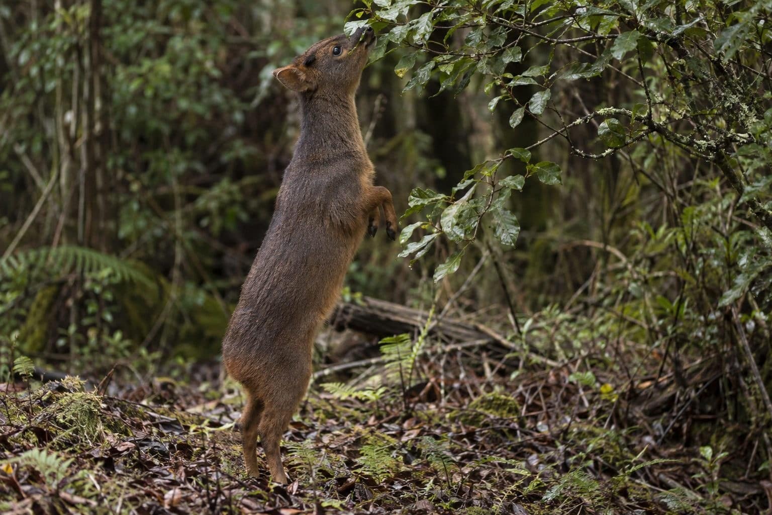 Pudu se nourrissant en se dressant sur ses pattes arrière pour atteindre des feuilles