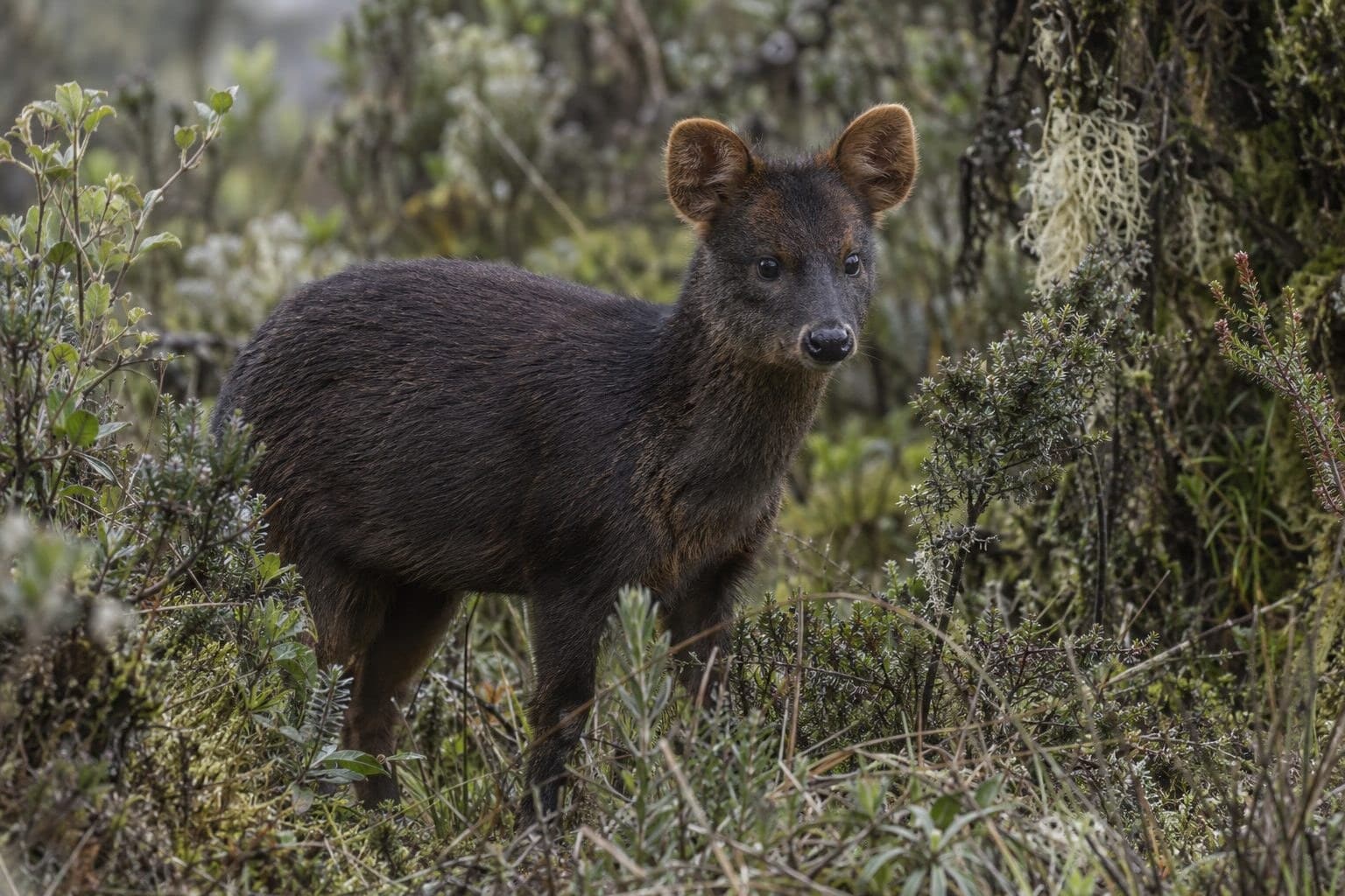 Pudu méphistophilès, le plus petit cervidé du monde, en gros plan montrant sa petite taille