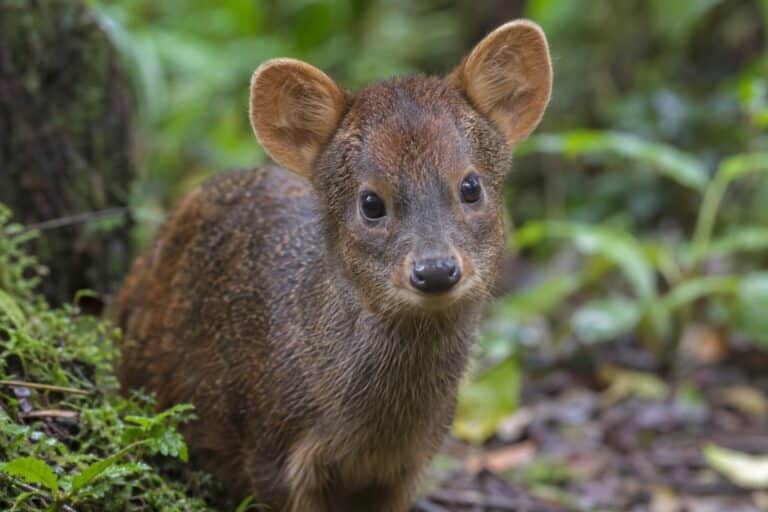 Portrait rapproché d'un pudu face à la caméra montrant sa bouille mignonne caractéristique