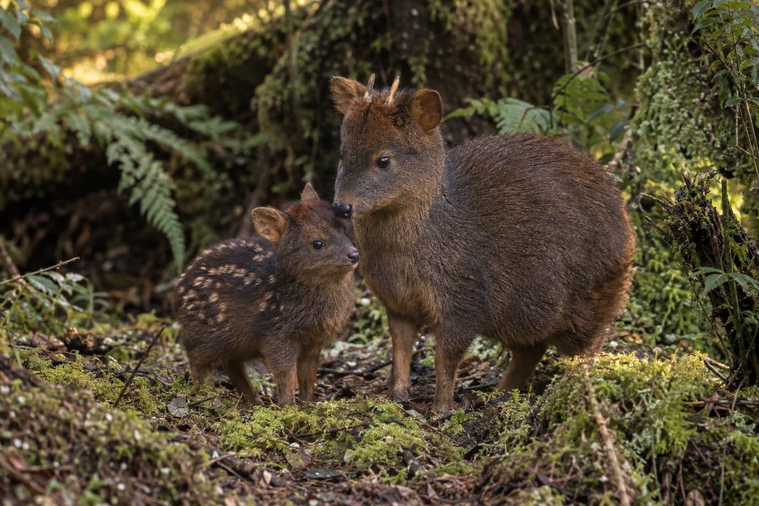 Jeune pudu auprès de sa mère dans la forêt