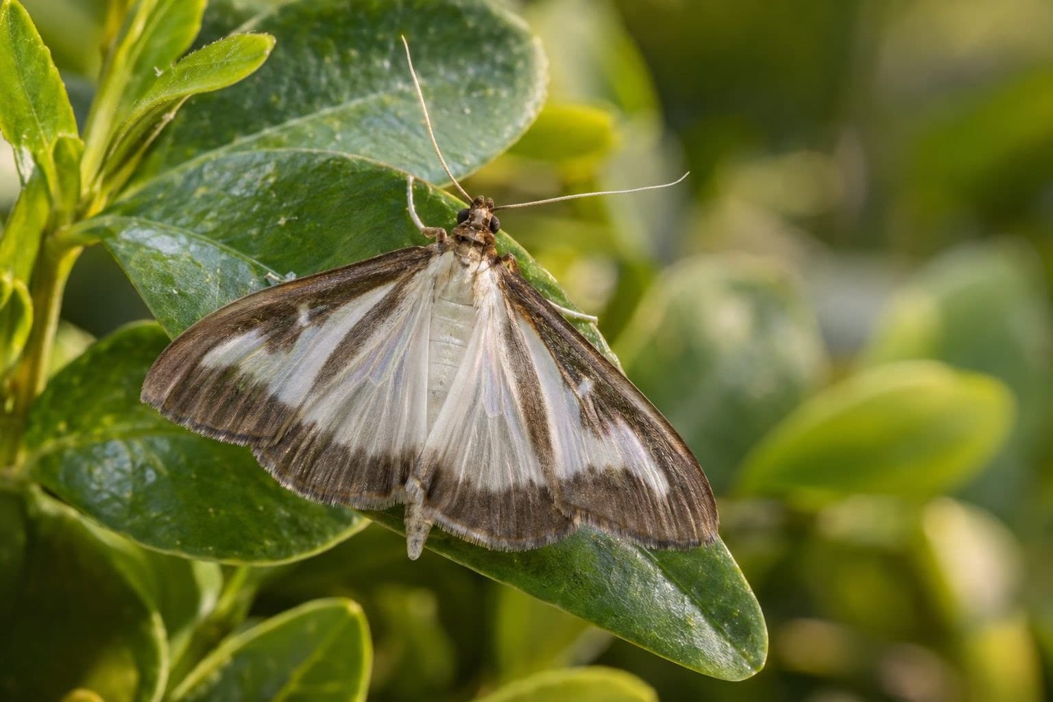 Papillon pyrale du buis adulte